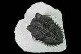 Coltraneia Trilobite Fossil - Huge Faceted Eyes #165853-2